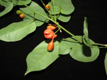 Fotografia da espécie Erythropalum scandens