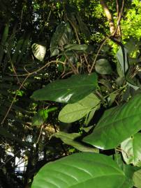 Fotografia da espécie Erythropalum scandens