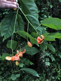 Fotografia da espécie Erythropalum scandens