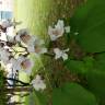 Fotografia 13 da espécie Catalpa bignonioides do Jardim Botânico UTAD