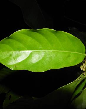 Fotografia 2 da espécie Minquartia guianensis no Jardim Botânico UTAD