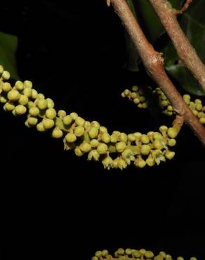 Fotografia 3 da espécie Minquartia guianensis no Jardim Botânico UTAD