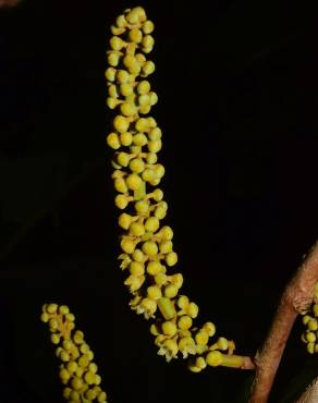 Fotografia 5 da espécie Minquartia guianensis no Jardim Botânico UTAD