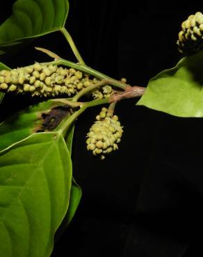 Fotografia 6 da espécie Minquartia guianensis no Jardim Botânico UTAD