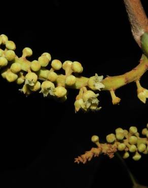 Fotografia 7 da espécie Minquartia guianensis no Jardim Botânico UTAD