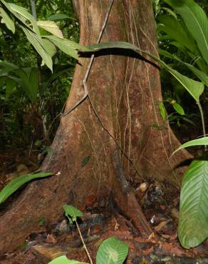 Fotografia 11 da espécie Minquartia guianensis no Jardim Botânico UTAD