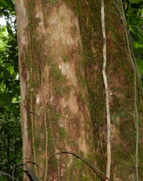 Fotografia 12 da espécie Minquartia guianensis no Jardim Botânico UTAD