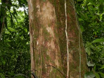 Fotografia da espécie Minquartia guianensis