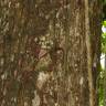Fotografia 13 da espécie Minquartia guianensis do Jardim Botânico UTAD
