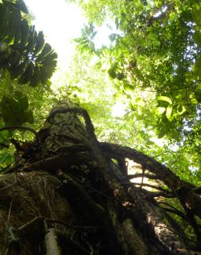 Fotografia 15 da espécie Minquartia guianensis no Jardim Botânico UTAD