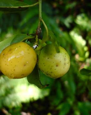 Fotografia 1 da espécie Ximenia americana no Jardim Botânico UTAD