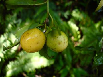 Fotografia da espécie Ximenia americana