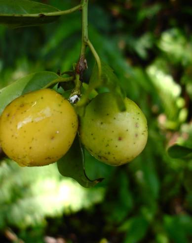 Fotografia de capa Ximenia americana - do Jardim Botânico