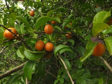 Fotografia da espécie Ximenia americana