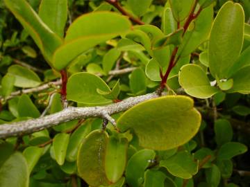 Fotografia da espécie Ximenia americana