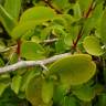 Fotografia 3 da espécie Ximenia americana do Jardim Botânico UTAD