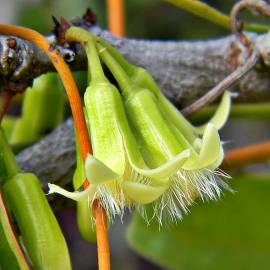 Fotografia da espécie Ximenia americana