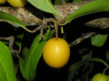 Fotografia da espécie Ximenia americana