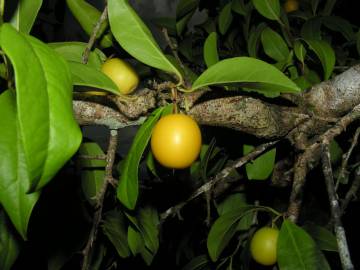Fotografia da espécie Ximenia americana