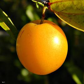 Fotografia da espécie Ximenia americana