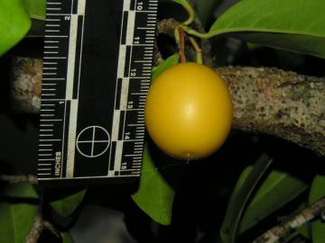 Fotografia da espécie Ximenia americana