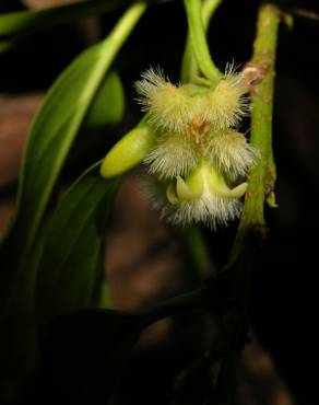 Fotografia 12 da espécie Ximenia americana no Jardim Botânico UTAD