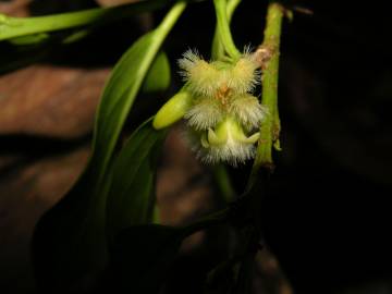 Fotografia da espécie Ximenia americana