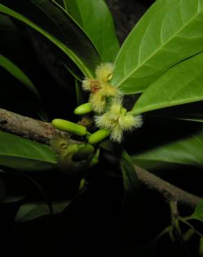 Fotografia 13 da espécie Ximenia americana no Jardim Botânico UTAD