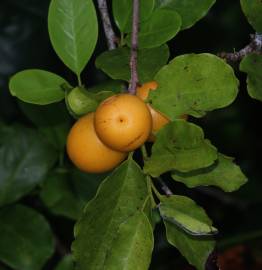 Fotografia da espécie Ximenia americana