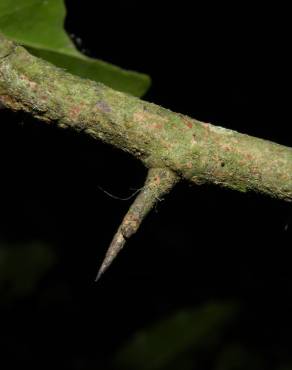 Fotografia 16 da espécie Ximenia americana no Jardim Botânico UTAD
