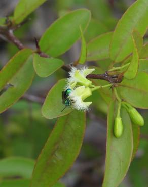 Fotografia 17 da espécie Ximenia americana no Jardim Botânico UTAD