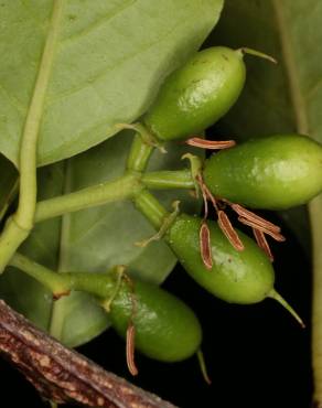 Fotografia 18 da espécie Ximenia americana no Jardim Botânico UTAD