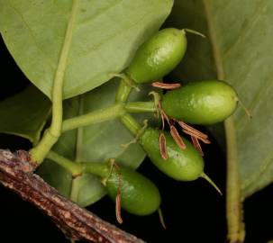 Fotografia da espécie Ximenia americana