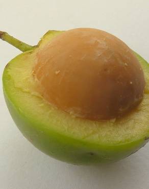 Fotografia 19 da espécie Ximenia americana no Jardim Botânico UTAD