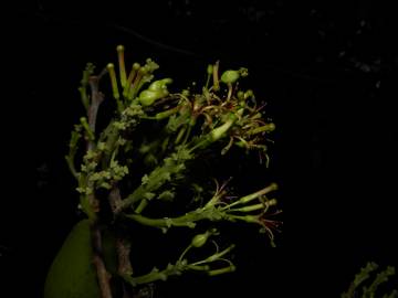 Fotografia da espécie Chaunochiton kappleri