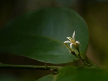 Fotografia da espécie Olax imbricata