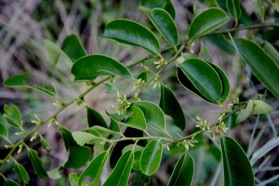 Fotografia da espécie Olax imbricata