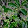 Fotografia 5 da espécie Olax imbricata do Jardim Botânico UTAD