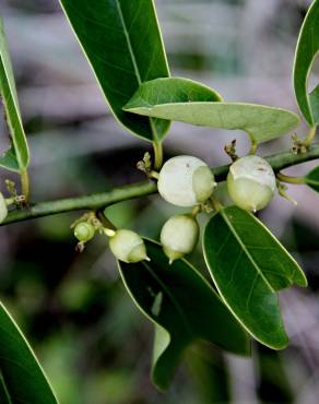 Fotografia 6 da espécie Olax imbricata no Jardim Botânico UTAD