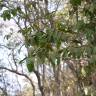 Fotografia 7 da espécie Olax imbricata do Jardim Botânico UTAD