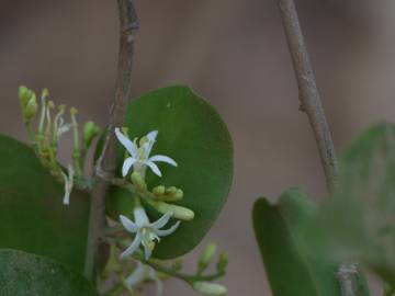 Fotografia da espécie Olax imbricata