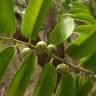 Fotografia 10 da espécie Olax imbricata do Jardim Botânico UTAD