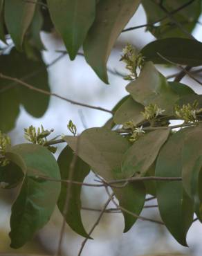 Fotografia 11 da espécie Olax imbricata no Jardim Botânico UTAD