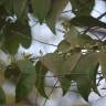 Fotografia 11 da espécie Olax imbricata do Jardim Botânico UTAD