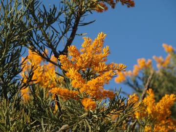 Fotografia da espécie Nuytsia floribunda