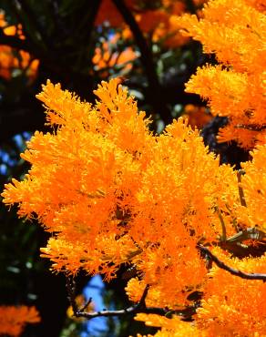 Fotografia 2 da espécie Nuytsia floribunda no Jardim Botânico UTAD