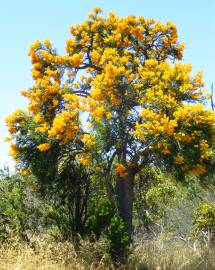 Fotografia da espécie Nuytsia floribunda