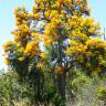 Fotografia 11 da espécie Nuytsia floribunda do Jardim Botânico UTAD