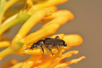 Fotografia da espécie Nuytsia floribunda