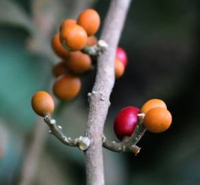 Fotografia da espécie Champereia manillana